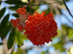 Brownea coccinea