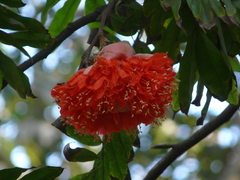 Brownea coccinea