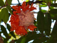 Brownea coccinea