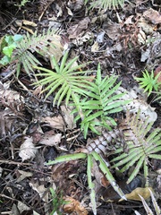 Strophocaulon unitum