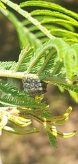 Diphucrania