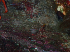 Rhynchocinetes kuiteri