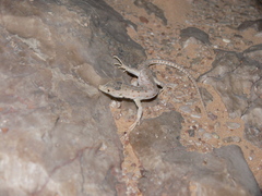 Mesalina rubropunctata