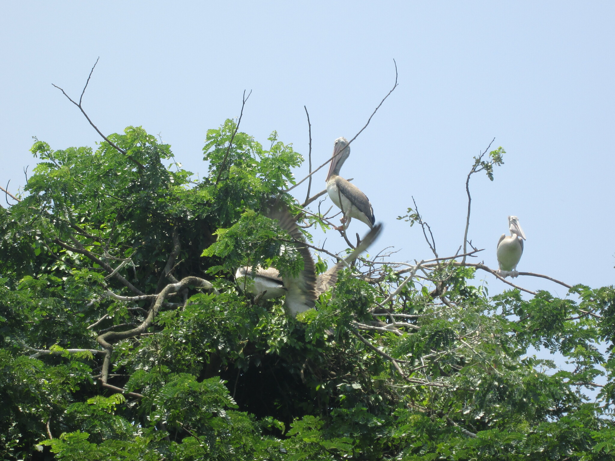 Spot-billed Pelican