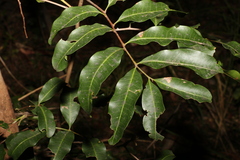 Cupaniopsis parvifolia