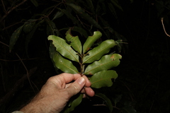 Cupaniopsis parvifolia