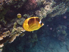 Chaetodon fasciatus