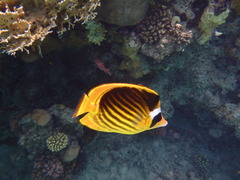 Chaetodon fasciatus