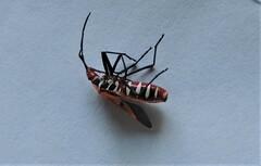 Dysdercus cingulatus