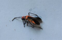 Dysdercus cingulatus