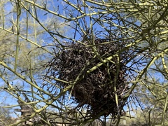 Parkinsonia microphylla