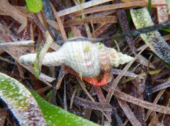 Propefusus australis