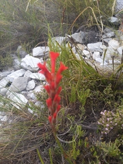 Tritoniopsis triticea