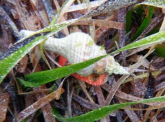 Propefusus australis