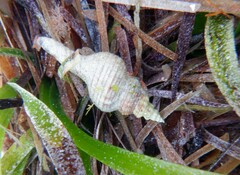 Propefusus australis
