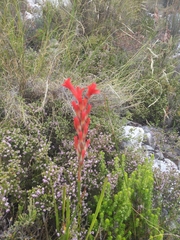 Tritoniopsis triticea