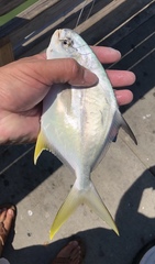 Trachinotus carolinus