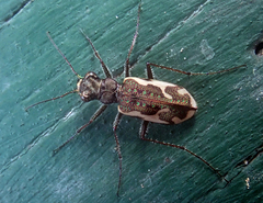 Neocicindela tuberculata