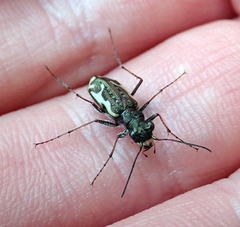 Neocicindela tuberculata