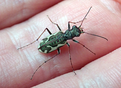 Neocicindela tuberculata