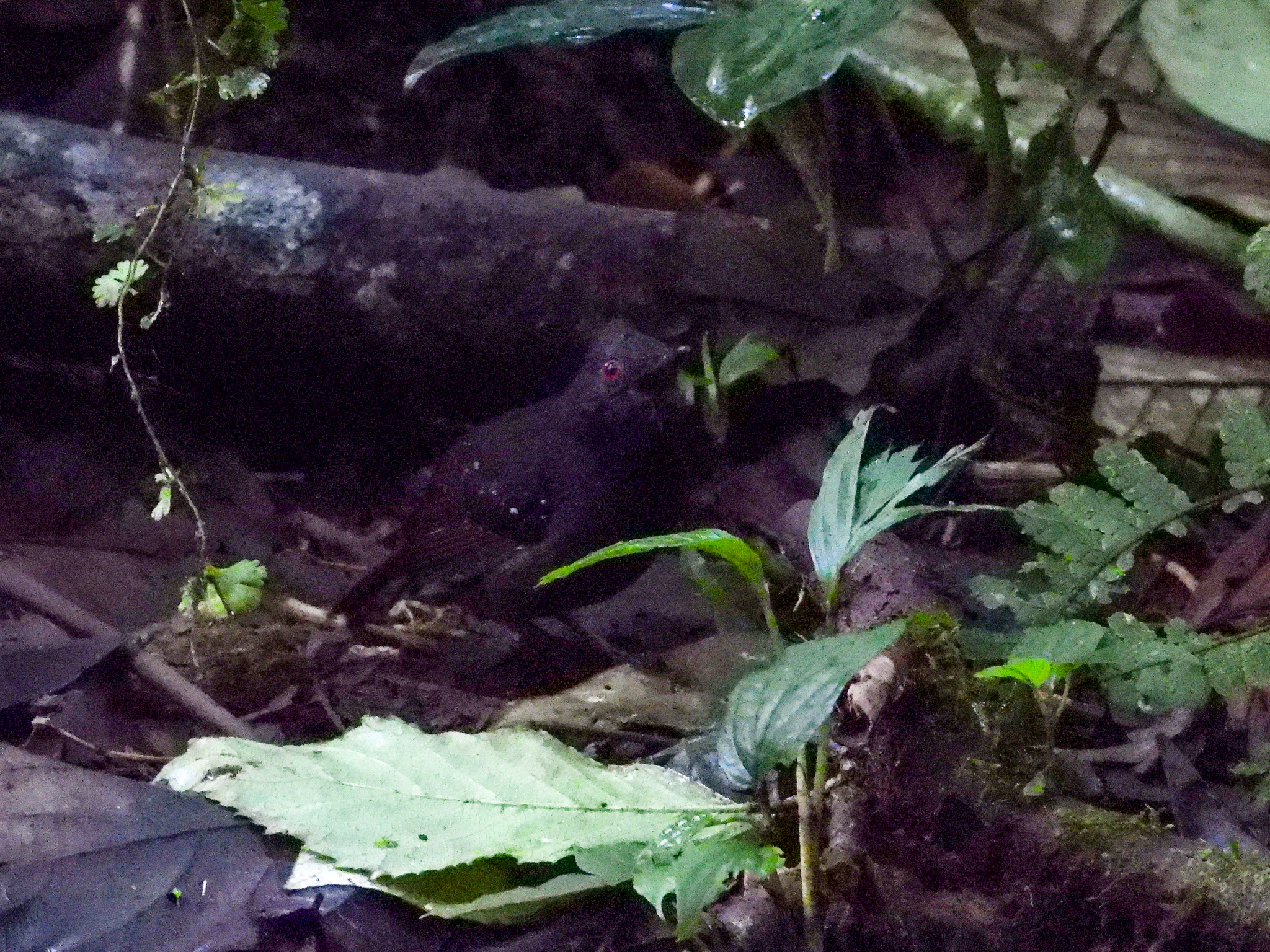 Dull-mantled Antbird illustration