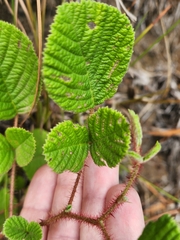 Rubus ellipticus