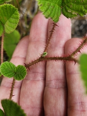 Rubus ellipticus