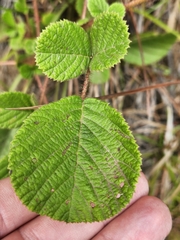 Rubus ellipticus