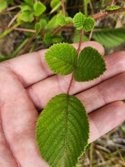 Rubus ellipticus