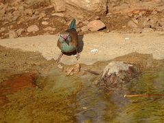 Uraeginthus bengalus