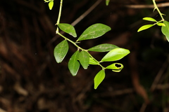 Citrus australis