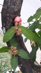 Syzygium aqueum