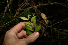 Citrus australis