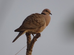 Streptopelia vinacea