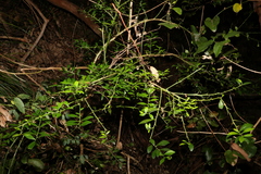 Citrus australis