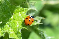 Coccinella algerica