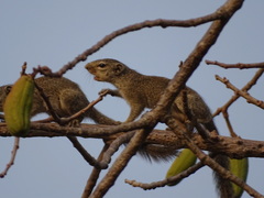 Heliosciurus gambianus
