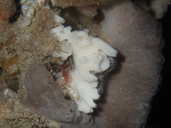 Calcarea
