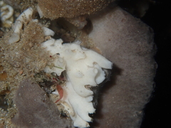 Calcarea