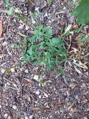 Urospermum picroides