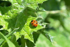 Coccinella algerica