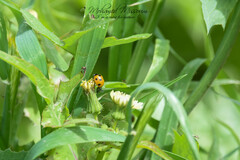 Coccinella algerica