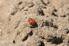 Coccinella algerica