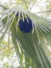 Cynopterus sphinx