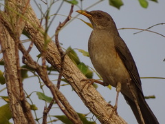 Turdus pelios