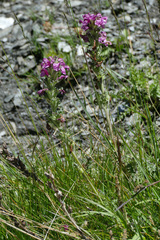 Pedicularis gyroflexa