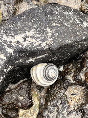 Austrocochlea constricta