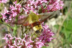Hemaris fuciformis