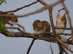 Heliosciurus gambianus