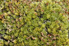 Veronica ciliolata fiordensis